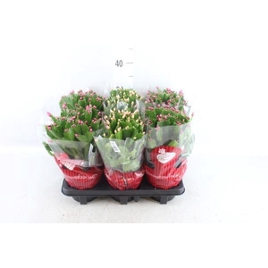 Schlumbergera   ...mix 3