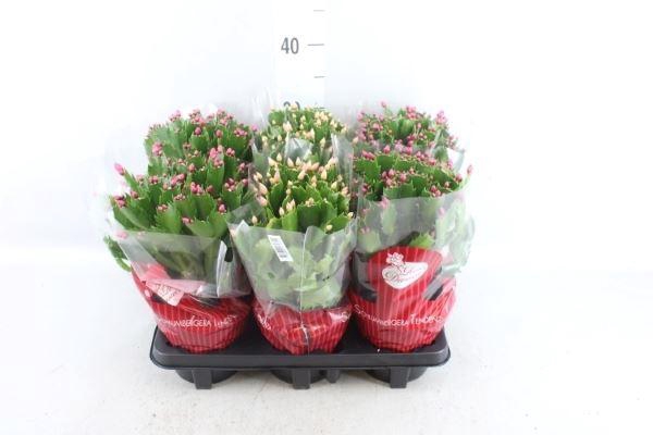 <h4>Schlumbergera ...mix 3</h4>