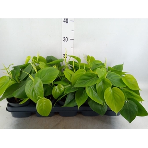 Philodendron scand.