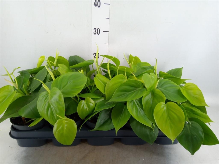 Philodendron scand.