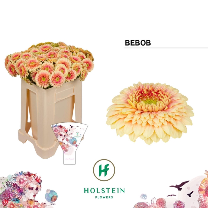 <h4>GERBERA MIB 'GERPONI BEBOB'</h4>