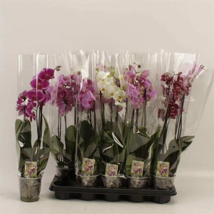 <h4>PHAL GEM</h4>