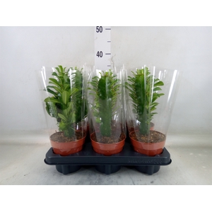 Euphorbia trigona