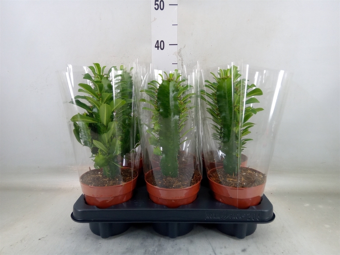 <h4>Euphorbia trigona</h4>