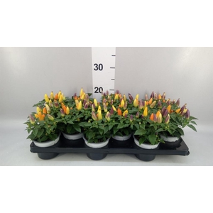 Capsicum annuum 'Acapulco Multicol'