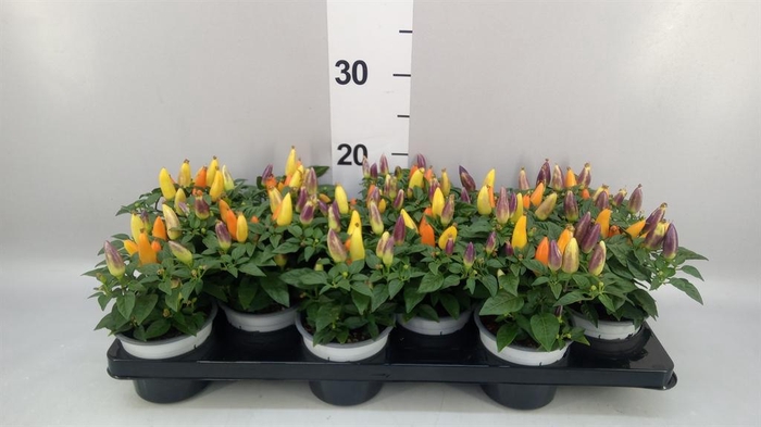 <h4>Capsicum annuum 'Acapulco Multicol'</h4>