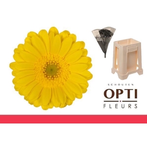 Germini Moreno Water