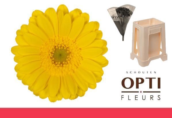 <h4>Germini Moreno Water</h4>