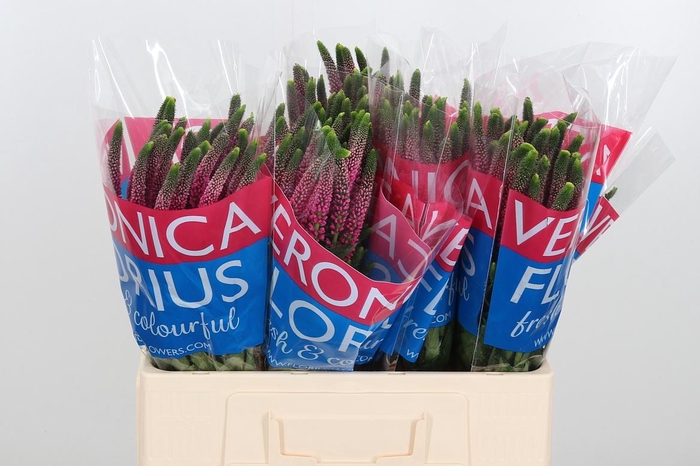 <h4>Veron Smart Artist</h4>