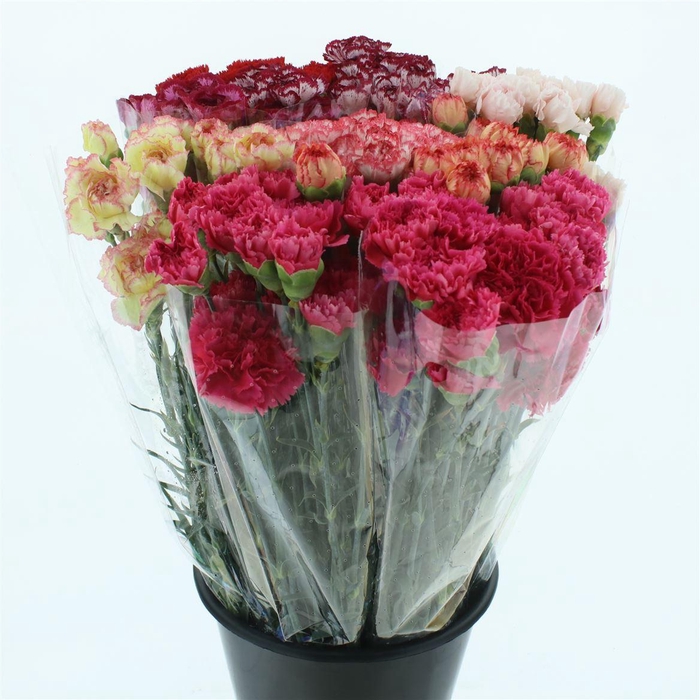 <h4>Di St Gem In Fust</h4>