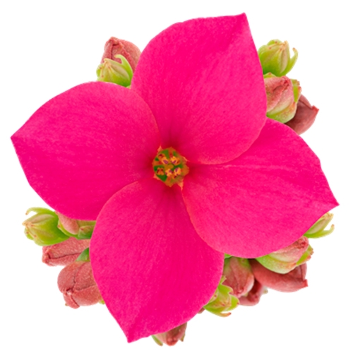 <h4>KALANCHOE BLOSSF P6 PINK</h4>