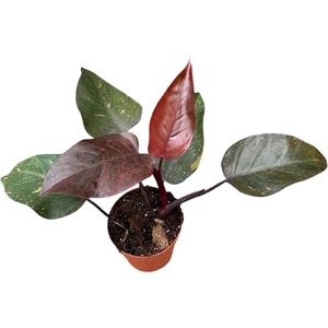 Philodendron Orange Princess