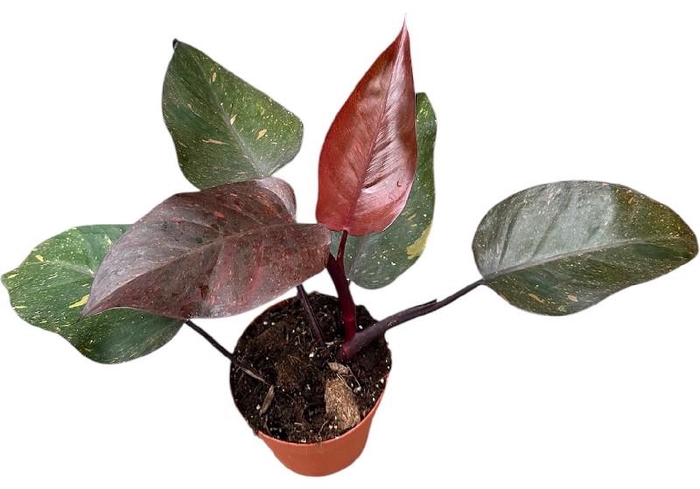 <h4>Philodendron Orange Princess</h4>