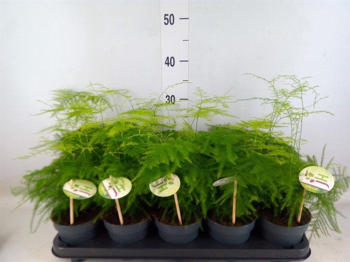 <h4>Asparagus setaceus</h4>