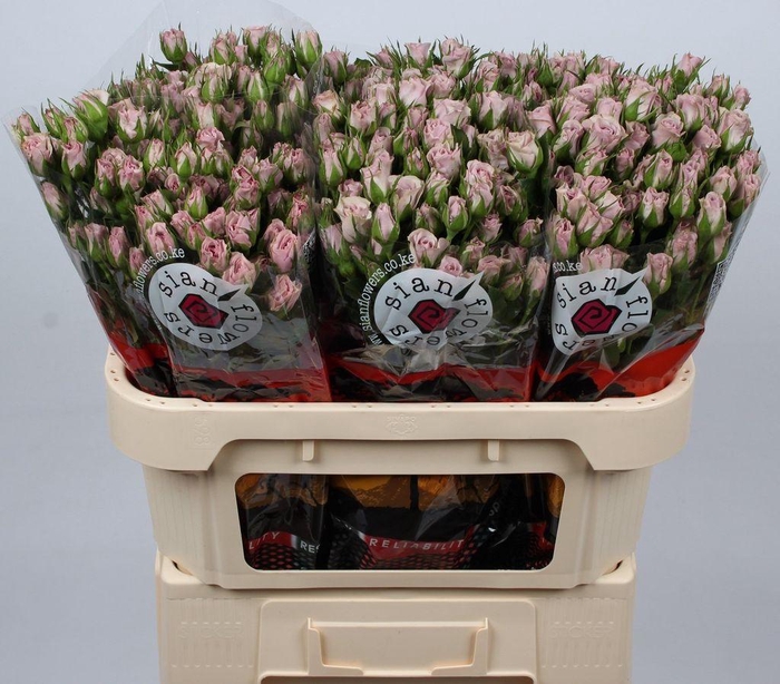 <h4>Rosa spray lavender queen</h4>
