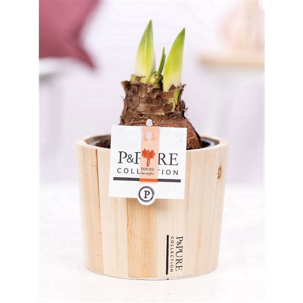 <h4>Hippeastrum red in P&PURE Wood 5</h4>