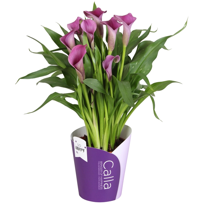 <h4>Zant Paco 5+ Potcover Paars</h4>