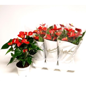 Anthurium Red Champion 17Ø 60cm 6fl