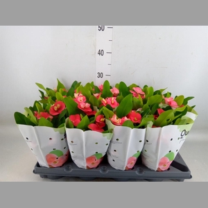 Euphorbia milii   ...