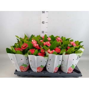 Euphorbia milii   ...