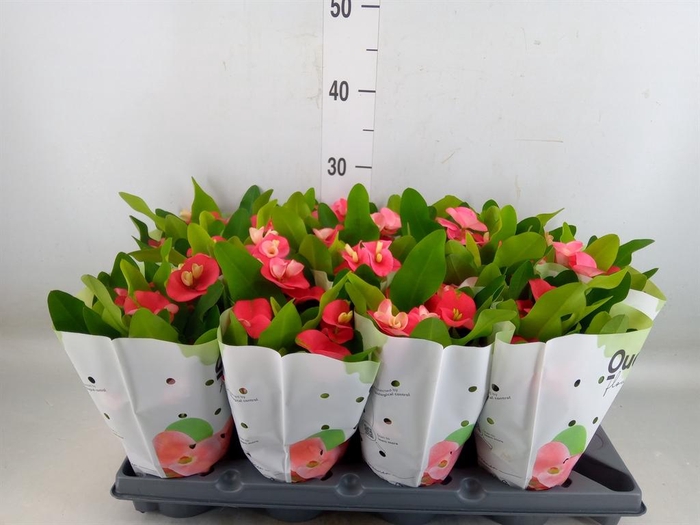 <h4>Euphorbia milii   ...</h4>