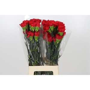 Dianthus St Red Magic