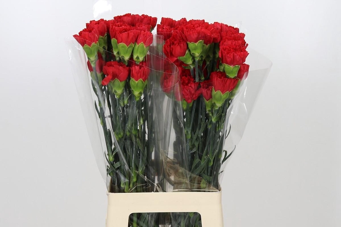 <h4>Dianthus St Red Magic</h4>