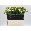 Paeonia Duchesse De Nemours