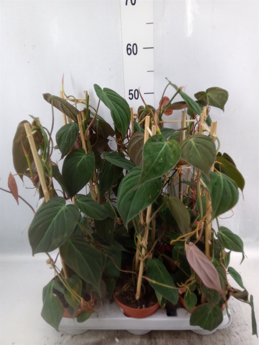 <h4>Philodendron scand. subsp. micans</h4>