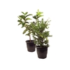 FRUTIFERAS VARIADO P24