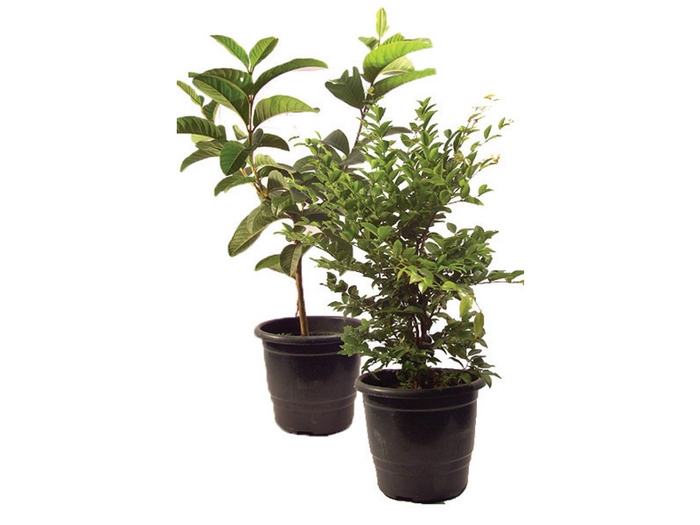 FRUTIFERAS VARIADO P24
