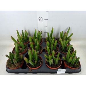 Stapelia leendertziae