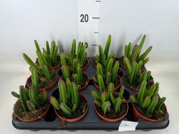 <h4>Stapelia leendertziae</h4>