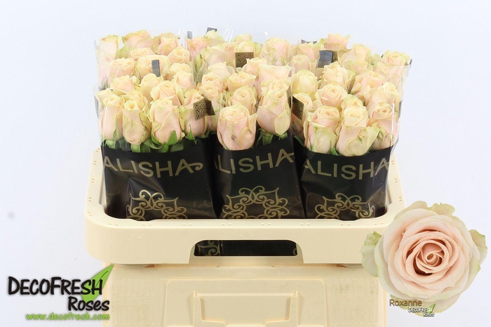 <h4>Rs gr Roxanne+</h4>