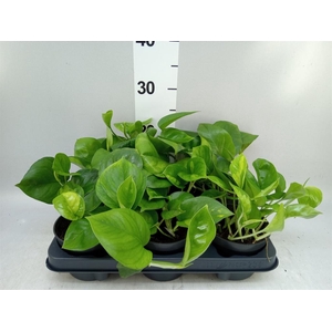 Epipremnum pinn. 'Global Green'