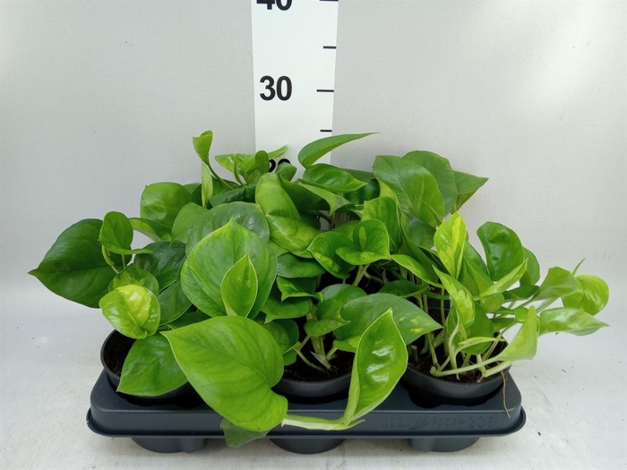 <h4>Epipremnum pinn. 'Global Green'</h4>