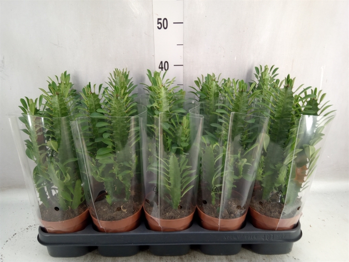 <h4>Euphorbia trigona</h4>