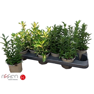 EUONYMUS JAP GEM