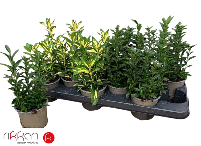 <h4>EUONYMUS JAP GEM</h4>