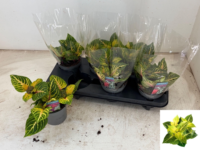 <h4>IRESINE R GOLDSTAR</h4>