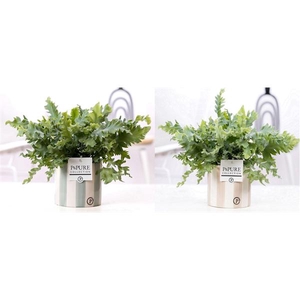 Phlebodium Davana in P&PURE Eline 2 ceramics ass.2