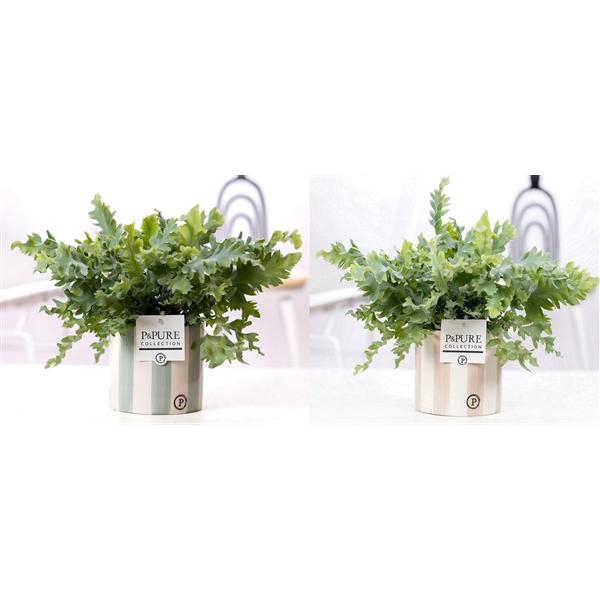 <h4>Phlebodium Davana in P&PURE Eline 2 ceramics ass.2</h4>