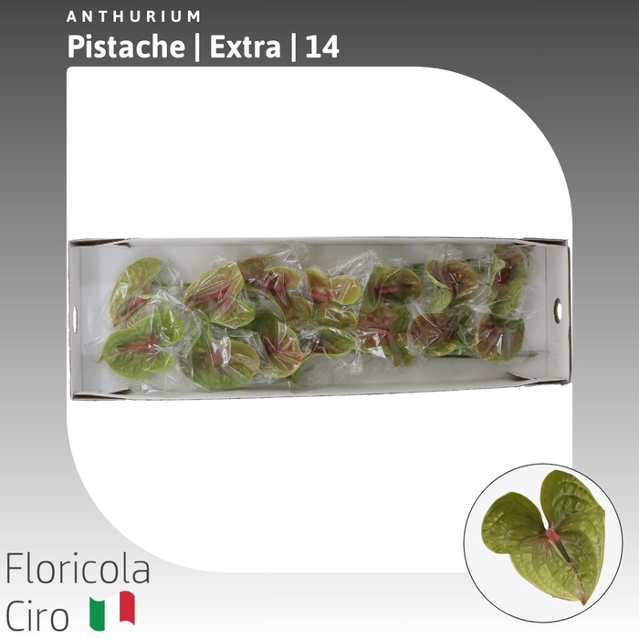 <h4>Anthurium Pistache | Extra</h4>
