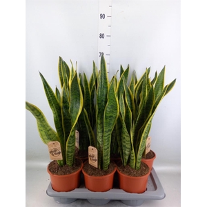 Sansevieria trifa. 'Laurentii'