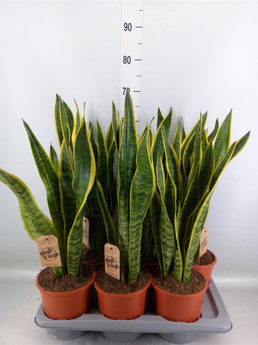 <h4>Sansevieria trifa. 'Laurentii'</h4>