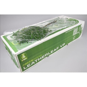 Leatherleaf Large VP Green Ocean
