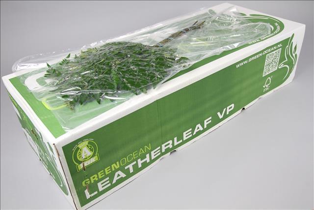 Leatherleaf Large VP Green Ocean