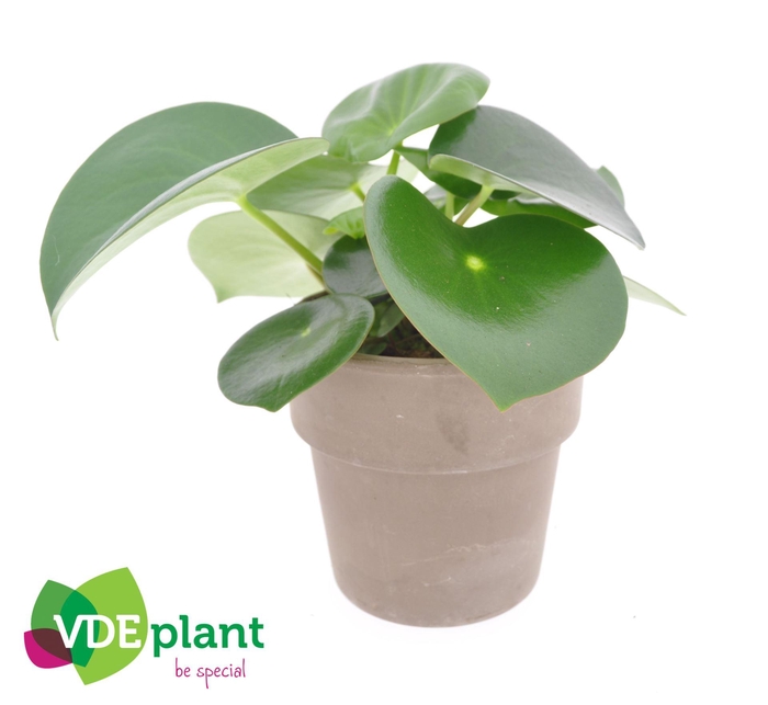 <h4>Peperomia Raindrop</h4>