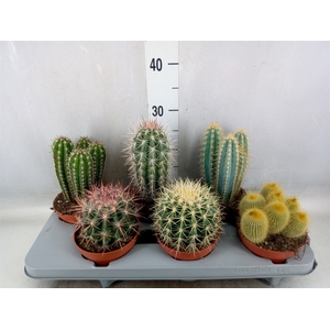 Cactus   ...mix