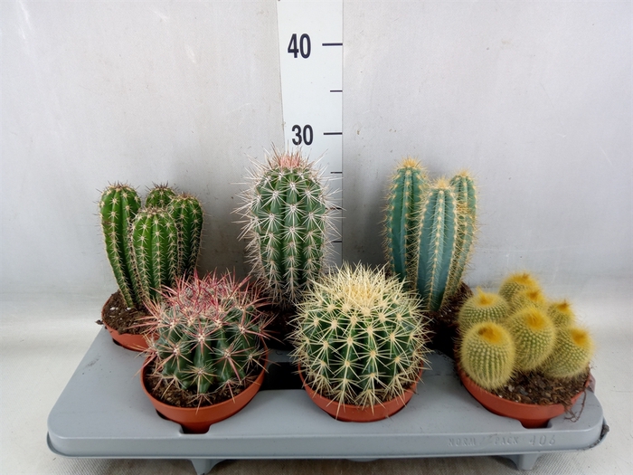 <h4>Cactus   ...mix</h4>